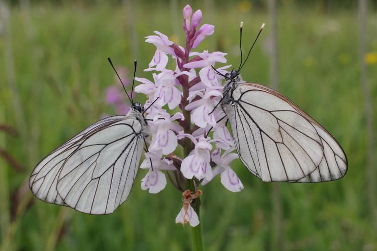 Aporia crataegi.