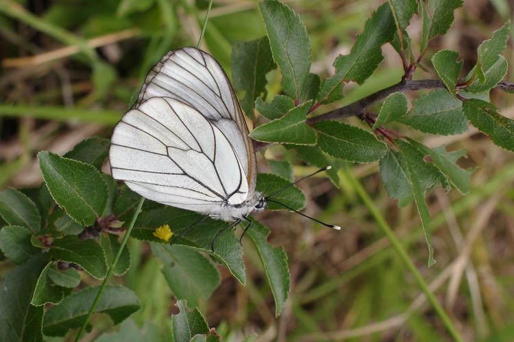 Aporia crataegi.