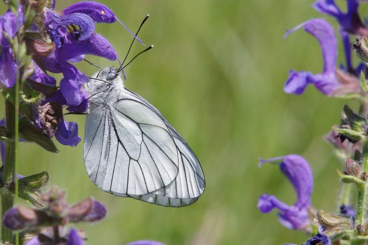 Aporia crataegi.