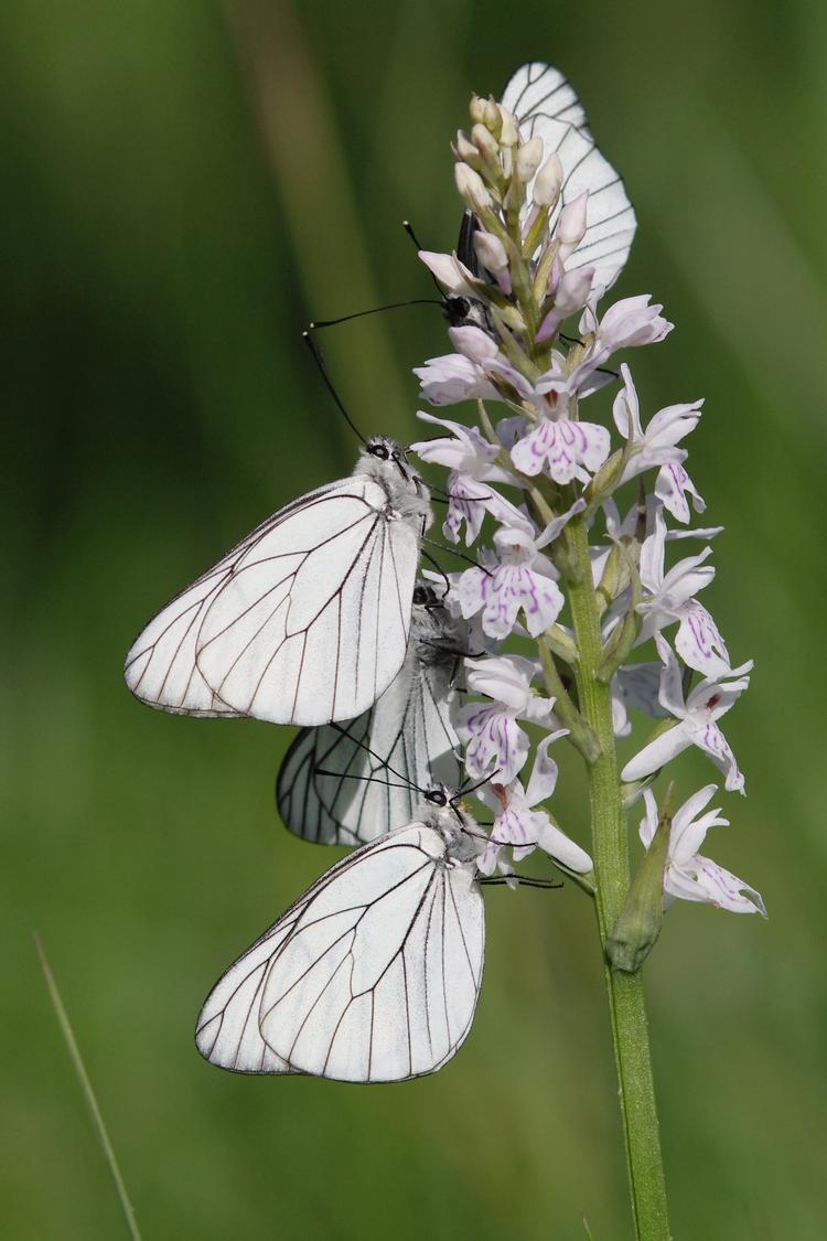 Aporia crataegi.