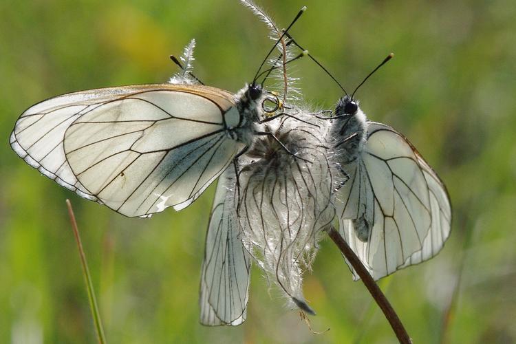 Aporia crataegi.