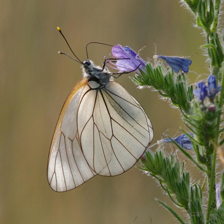 Aporia crataegi.