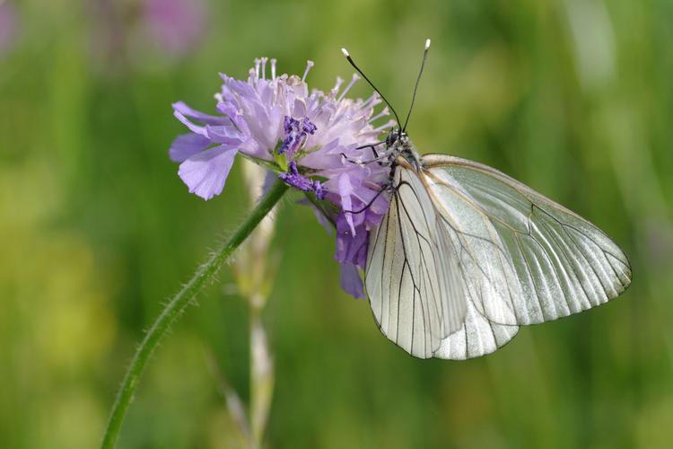 Aporia crataegi.