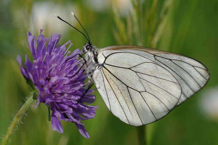 Aporia crataegi.