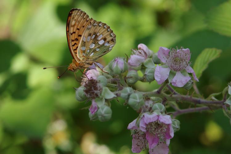 Argynnis aglaja.