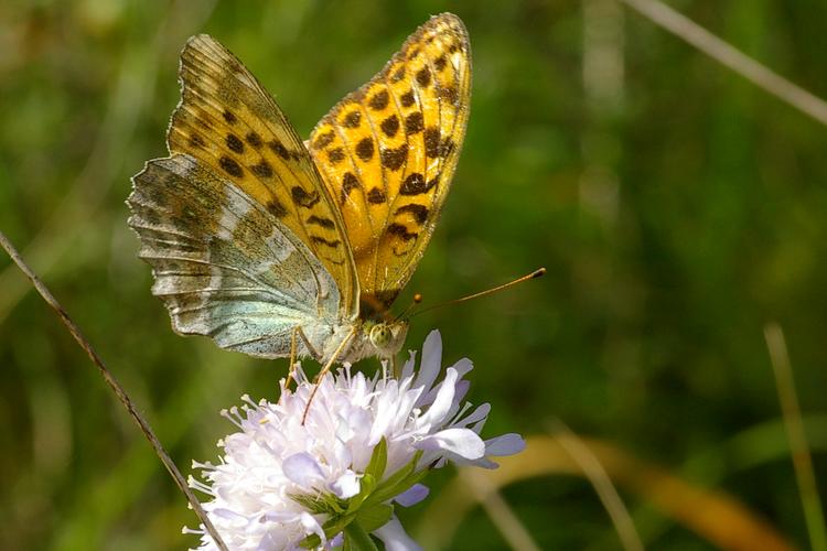 Argynnis paphia.