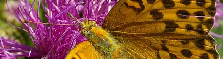 Argynnis paphia.