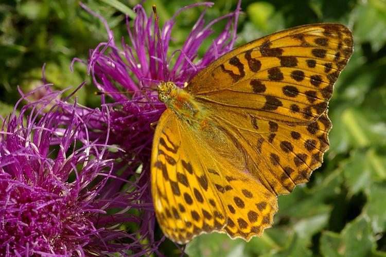 Argynnis paphia.