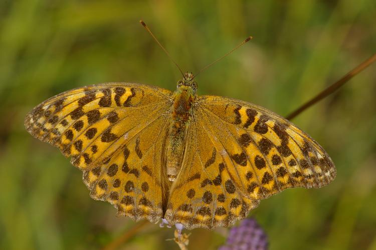 Argynnis paphia.