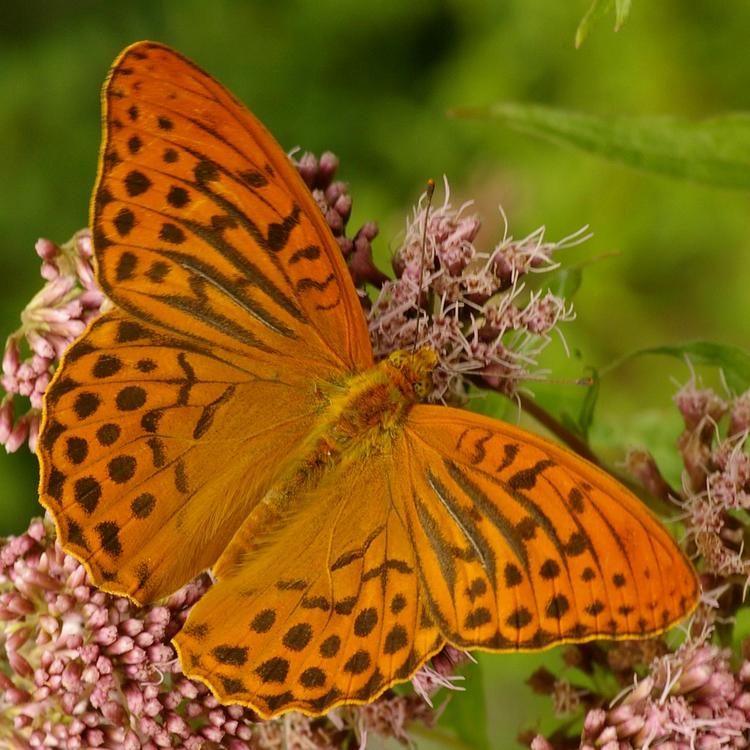 Argynnis paphia.