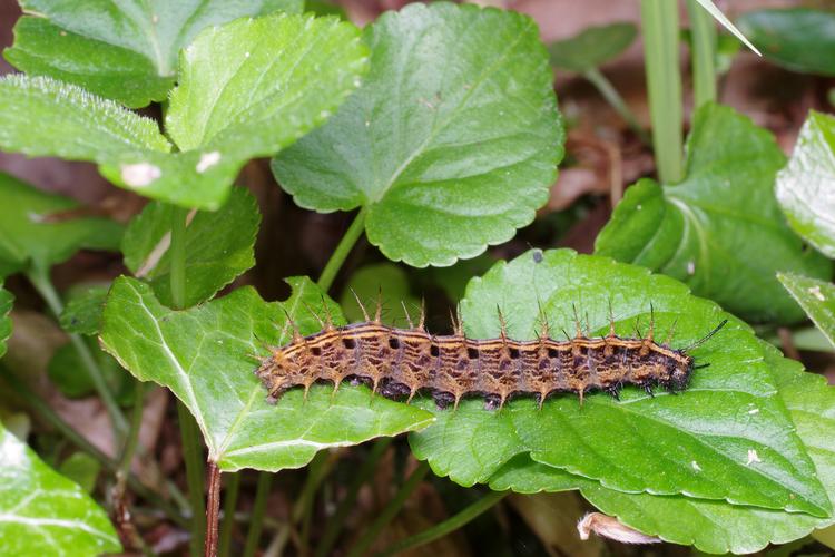 Argynnis paphia.