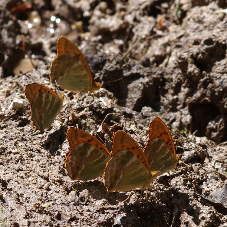 Argynnis paphia.