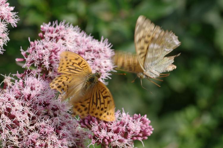 Argynnis paphia.