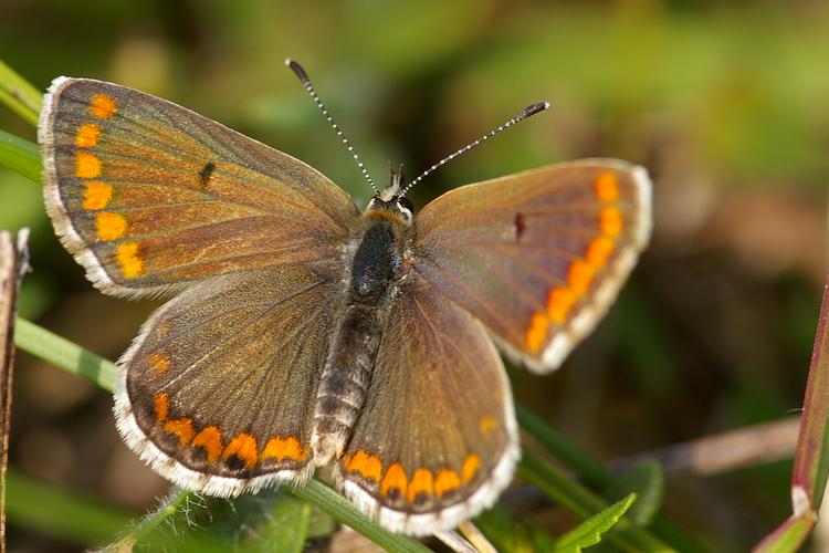 Aricia agestis.