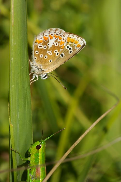 Aricia agestis et Euthystira brachyptera.