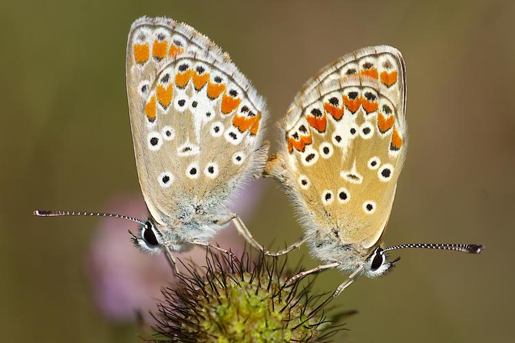 Aricia agestis.