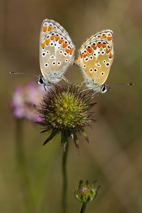 Aricia agestis.