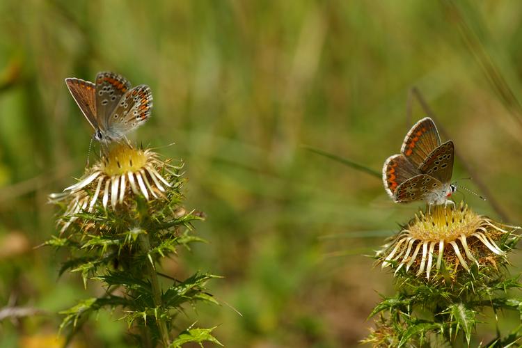 Aricia agestis.