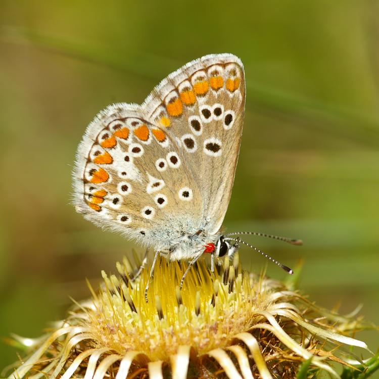 Aricia agestis.