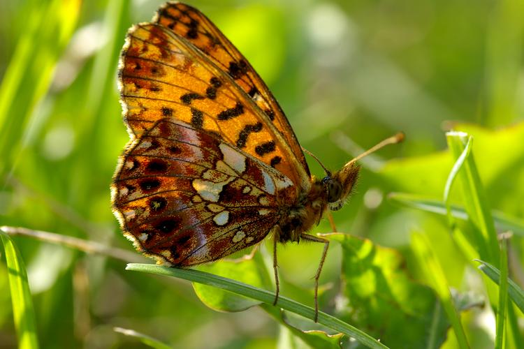 Boloria dia.