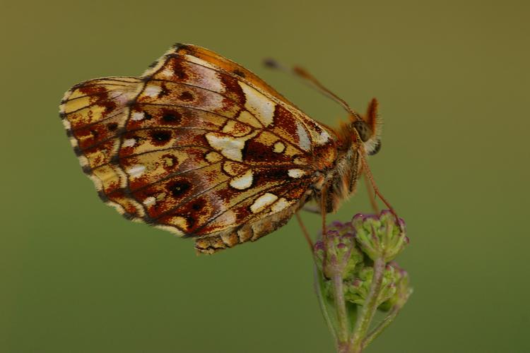 Boloria dia.