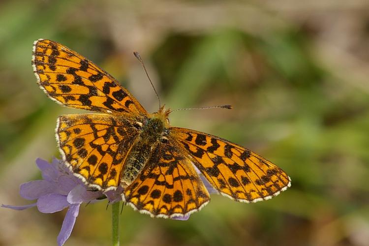 Boloria dia.