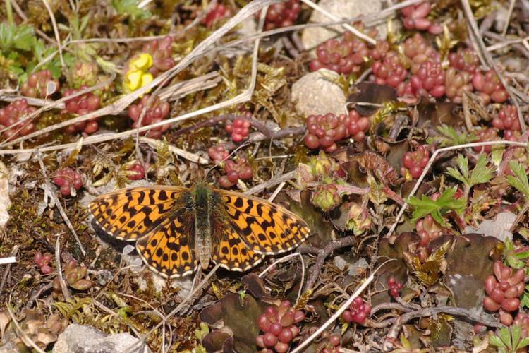 Boloria dia.