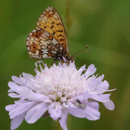 Boloria selene.