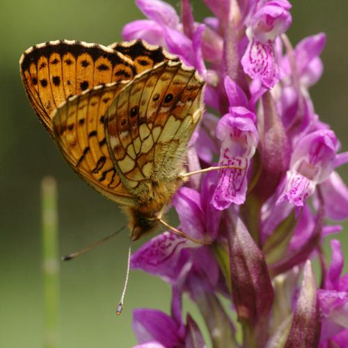 Dactylorhiza incarnata.