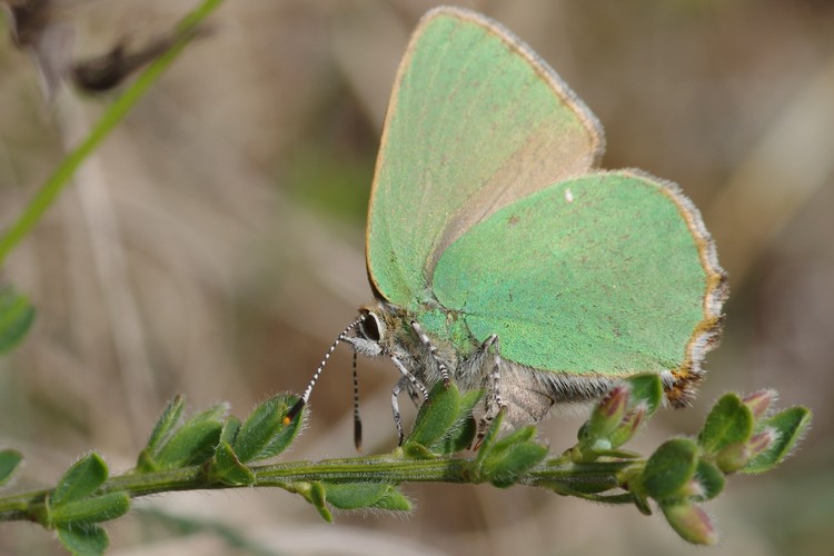 Callophrys rubi.