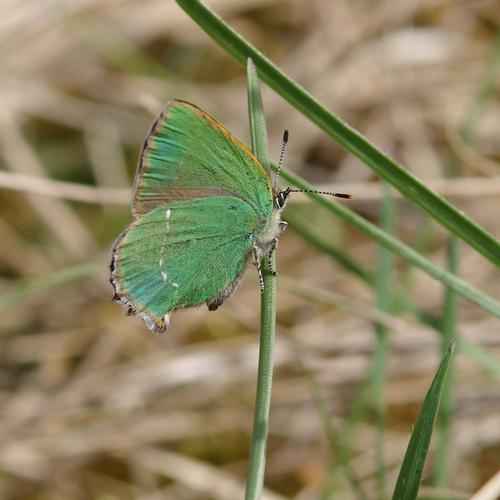 Callophrys rubi.