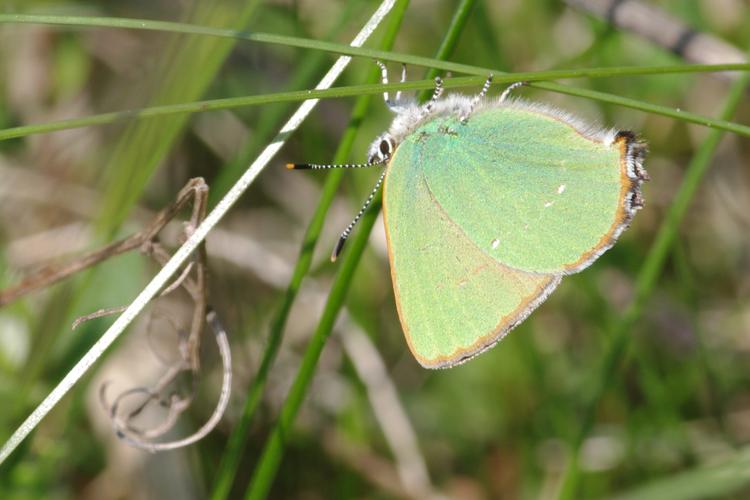 Callophrys rubi.