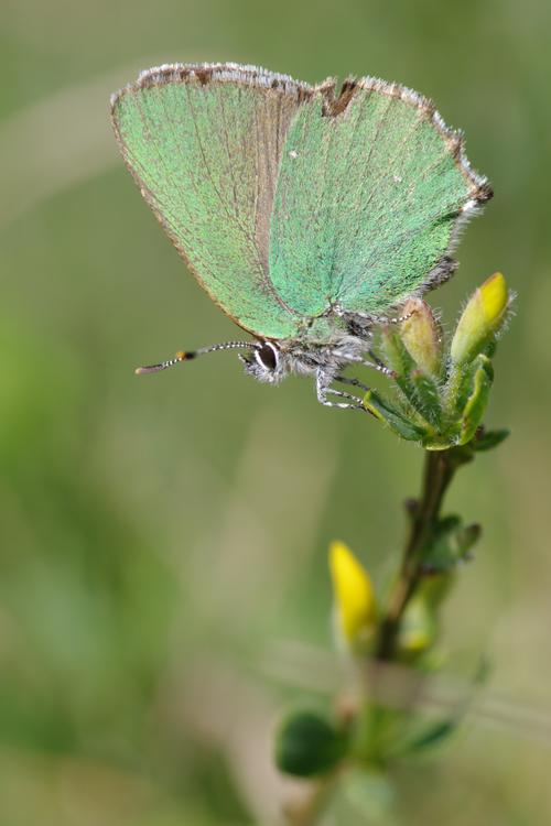 Callophrys rubi.