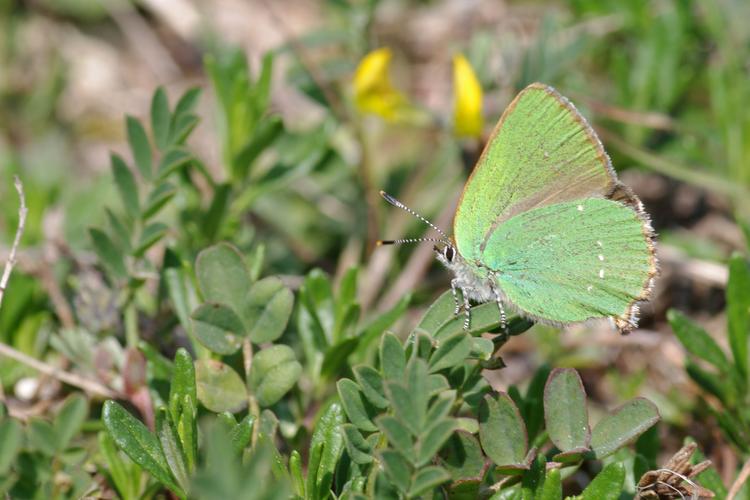 Callophrys rubi.