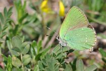 Callophrys rubi.