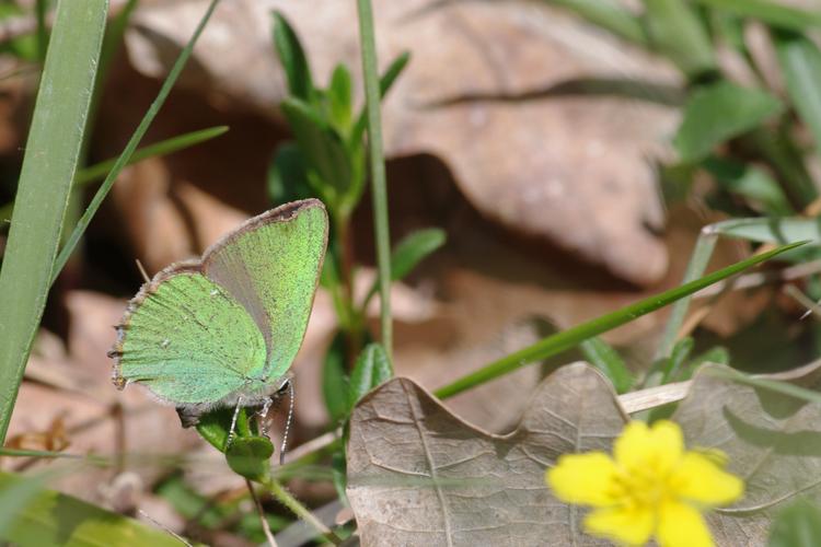 Callophrys rubi.