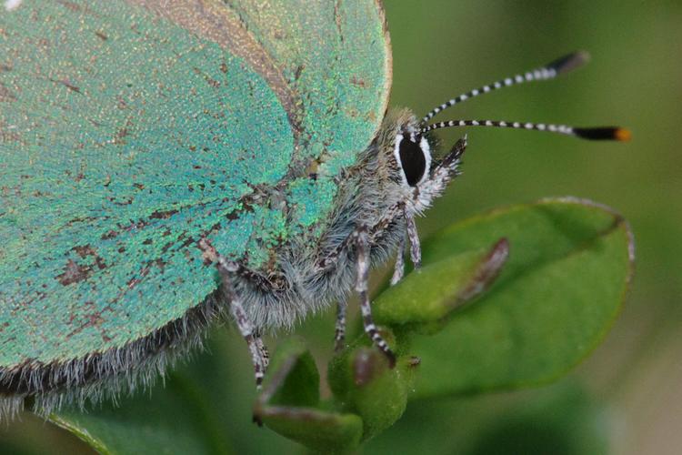 Callophrys rubi.