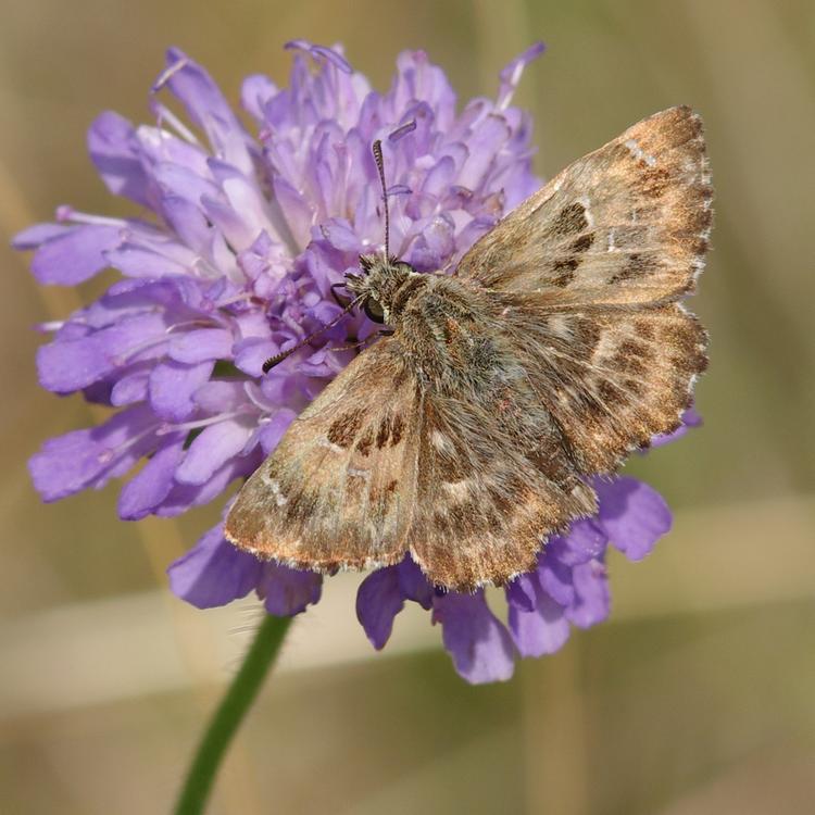 Carcharodus alceae.