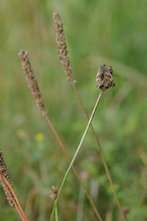 Carcharodus alceae.