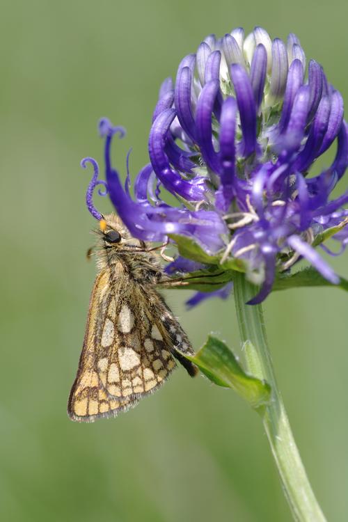 Carterocephalus palaemon.