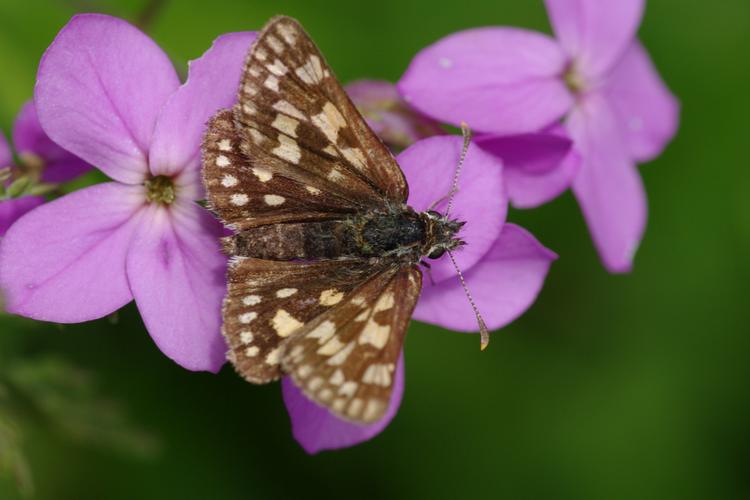 Carterocephalus palaemon.