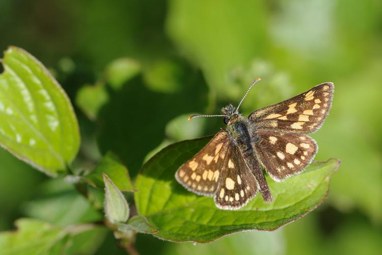 Carterocephalus palaemon.