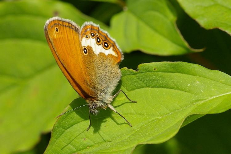 Coenonympha arcania.