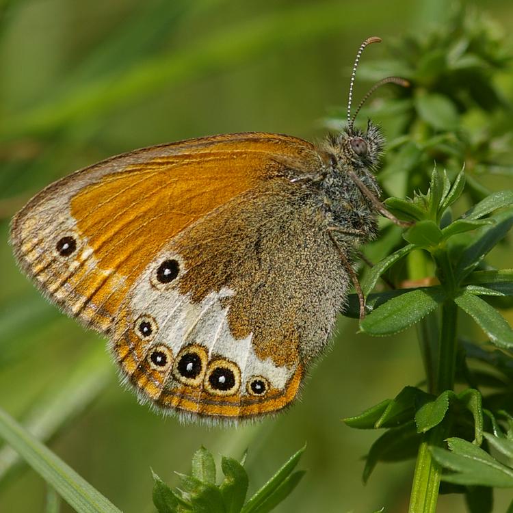 Coenonympha arcania.