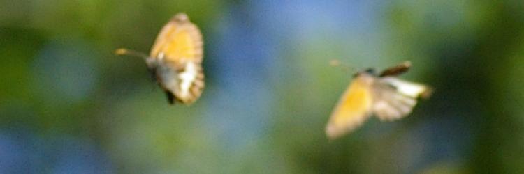 Coenonympha arcania.