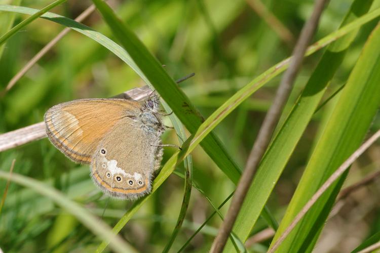 Coenonympha glycerion.