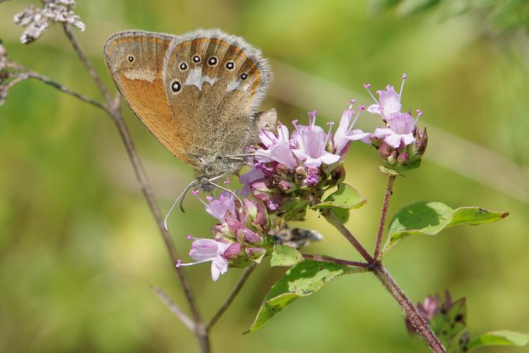 Coenonympha glycerion.