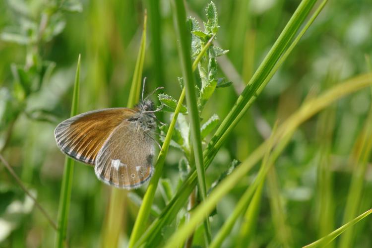 Coenonympha glycerion.