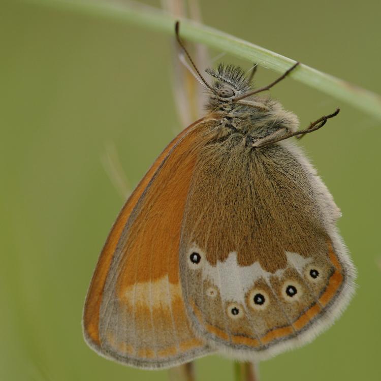 Coenonympha glycerion.