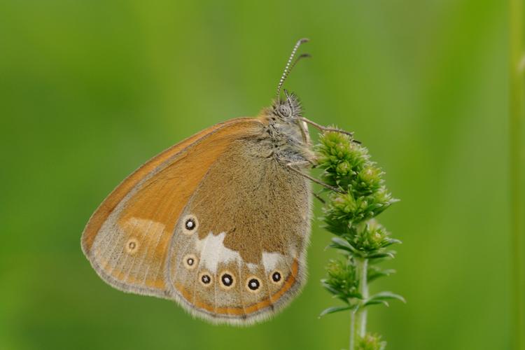 Coenonympha glycerion.